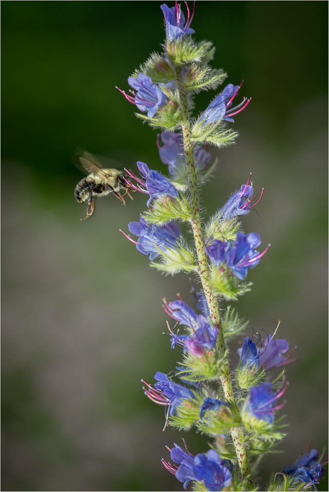 Go-Go-Pollinators.jpg