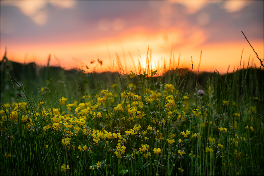 Golden-Hour-Vetch.jpg