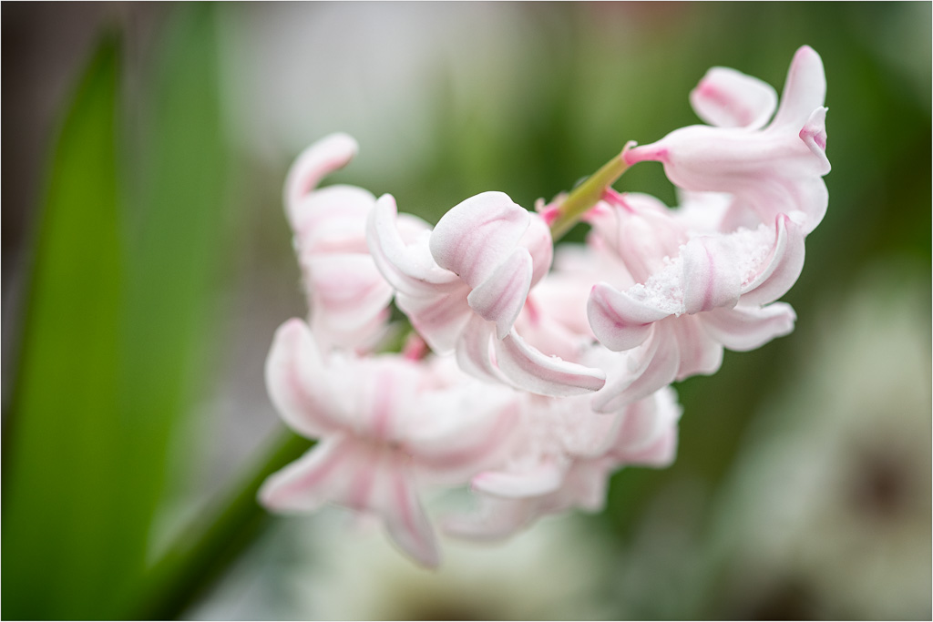 Hyacinth-And-Unseasonable-Flurries.jpg