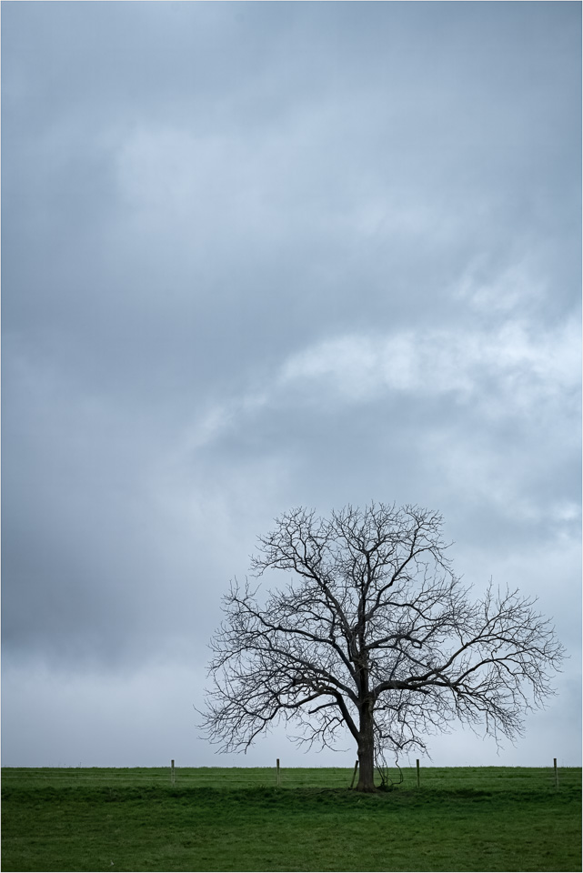 Leave-Loneliness-To-The-Trees.jpg