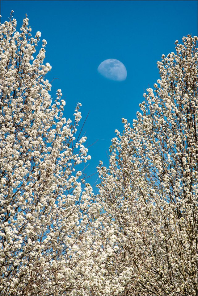 Luna-And-The-Blossoms.jpg