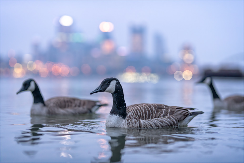 Ohio-River-Waterfowl.jpg