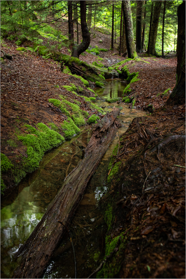 Splashes-Of-Green.jpg