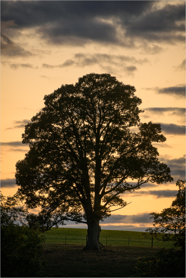 The-Elder-At-Twilight.jpg