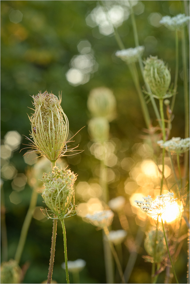 The-Queen,-A-Lady,-And-The-Day's-Last-Rays.jpg