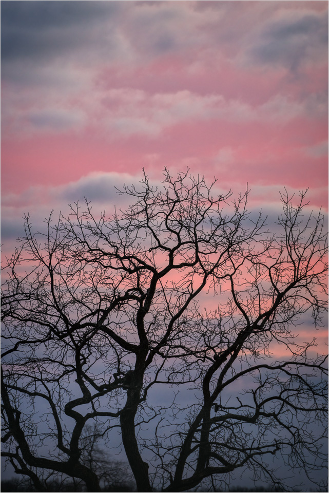 Trees-Love-Sunset.jpg