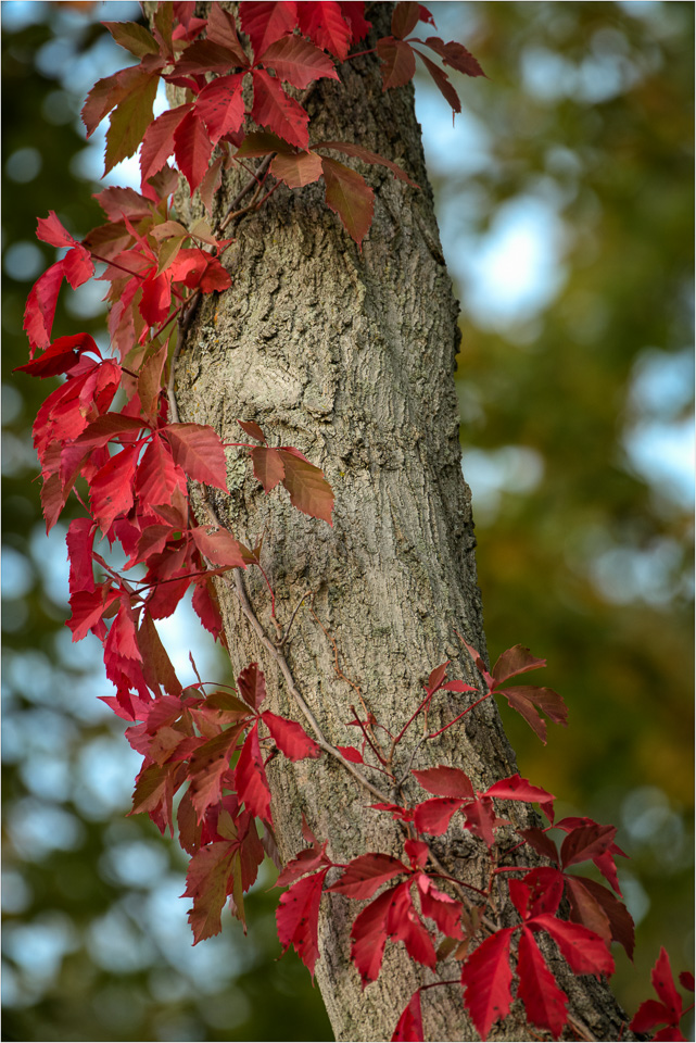 Vibrant-Climber.jpg