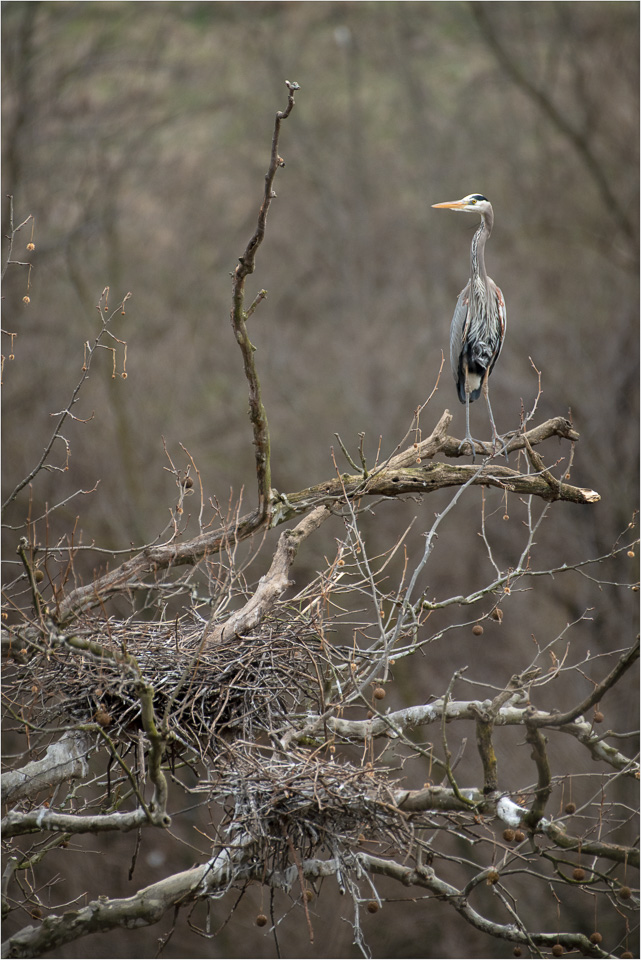 Watching-The-Nest.jpg