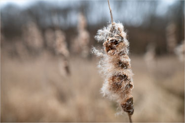 Windswept-Cattails.jpg